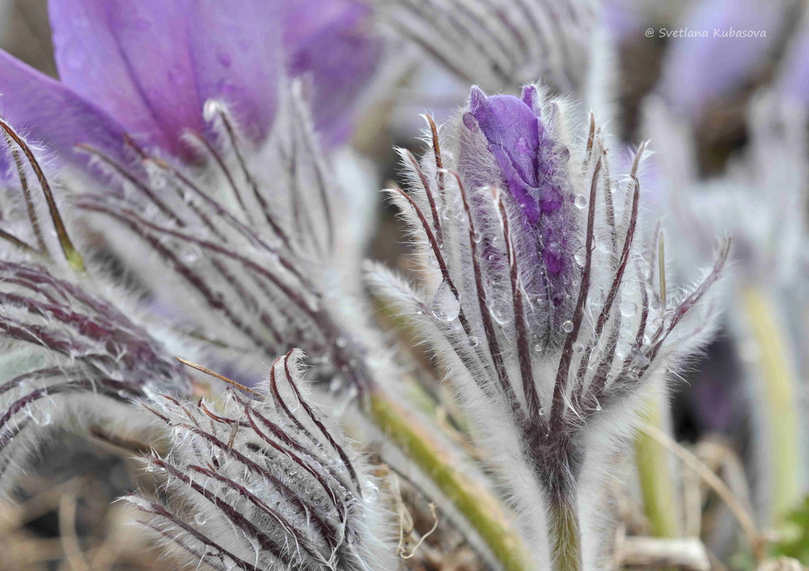 Image of Pulsatilla patens specimen.