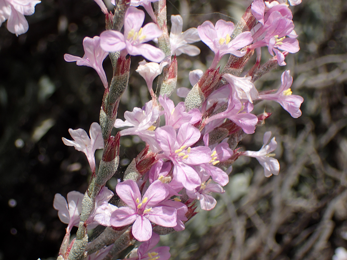 Image of Limoniastrum monopetalum specimen.