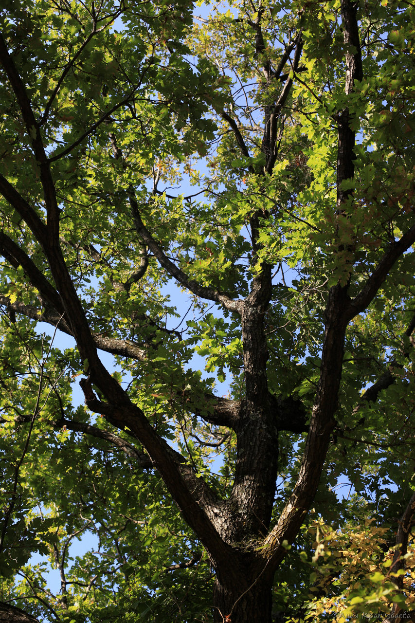 Image of Quercus petraea specimen.