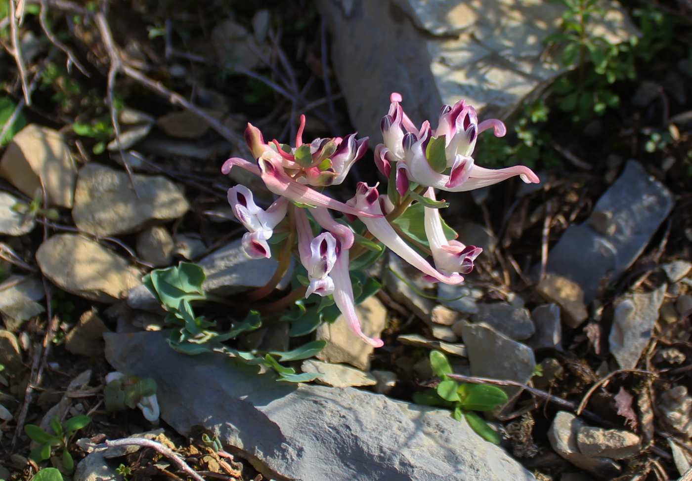 Image of Corydalis kamelinii specimen.