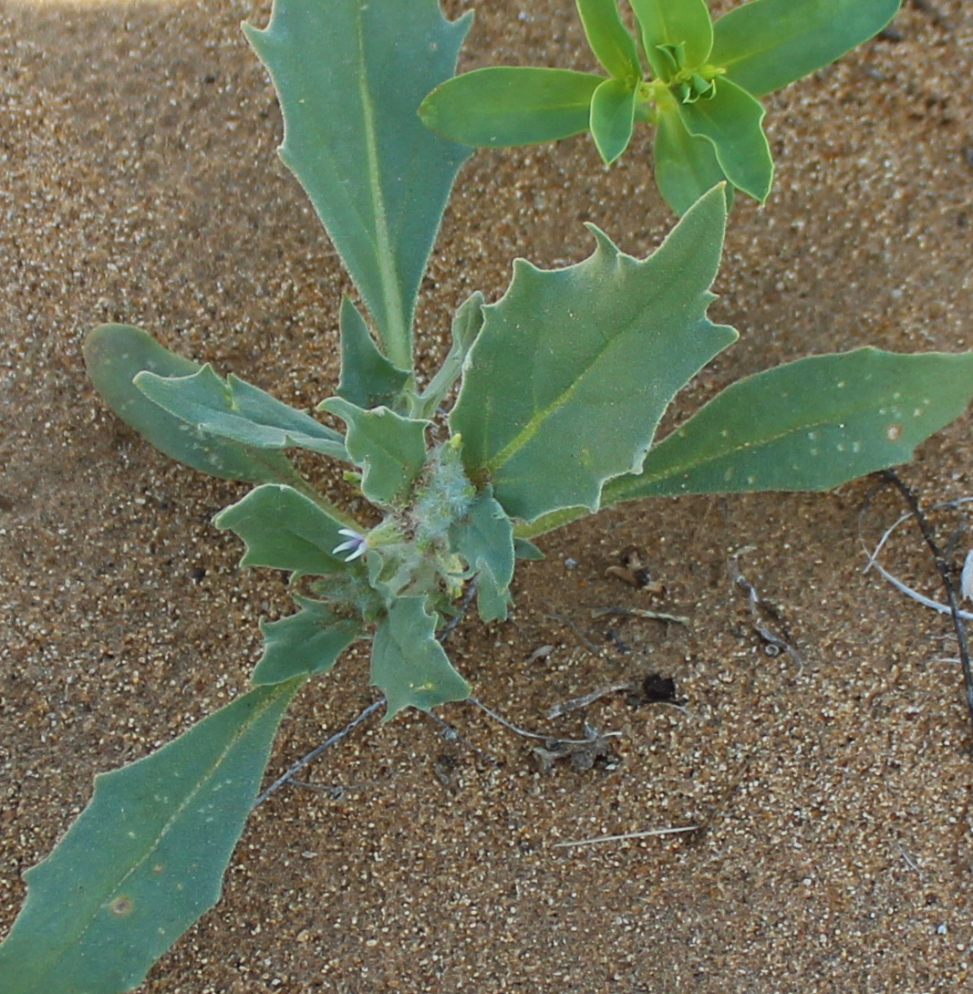 Image of Cithareloma lehmannii specimen.