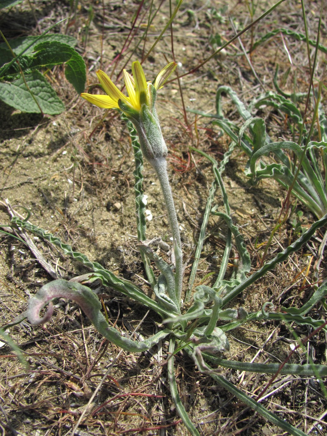 Image of Scorzonera czerepanovii specimen.