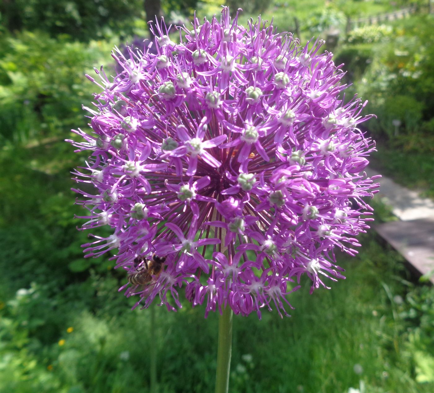 Image of genus Allium specimen.