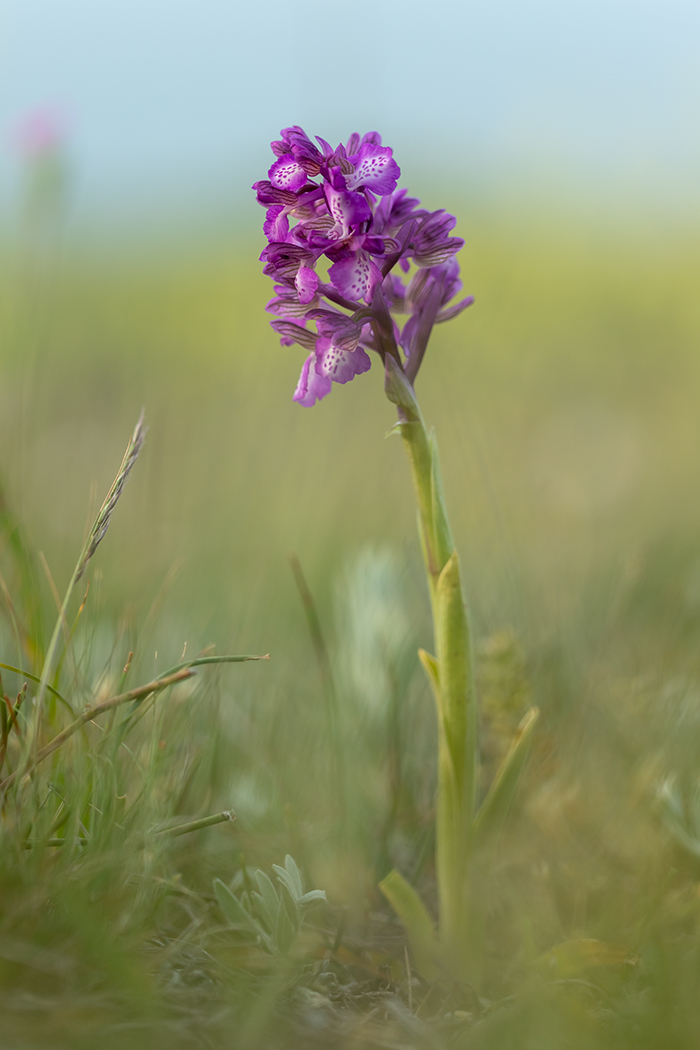 Image of Anacamptis morio ssp. caucasica specimen.