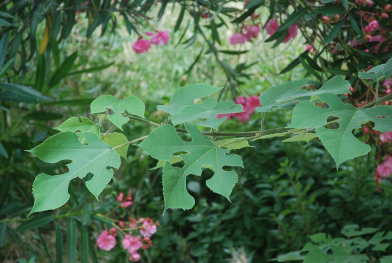 Image of Broussonetia papyrifera specimen.