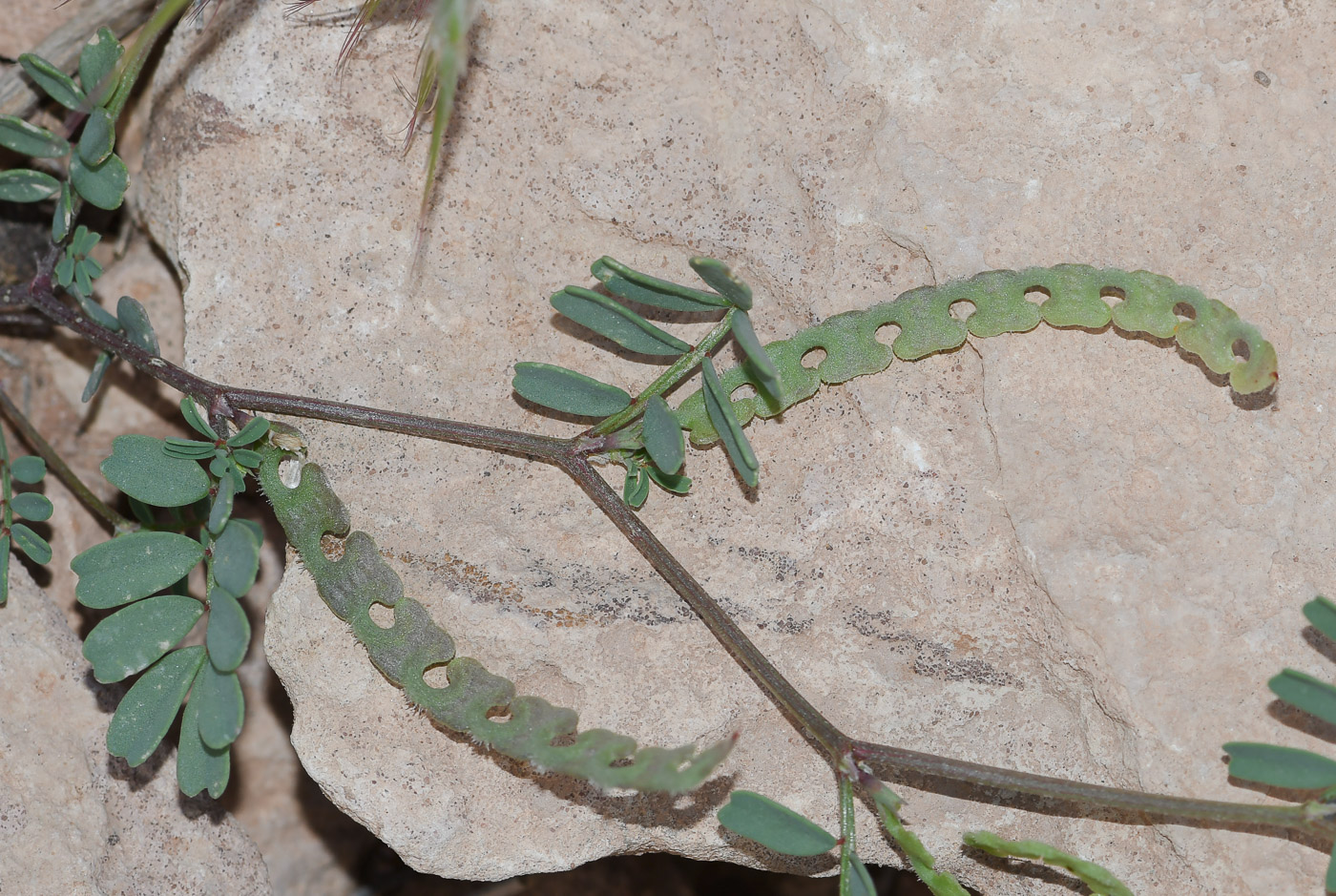 Image of Hippocrepis unisiliquosa specimen.