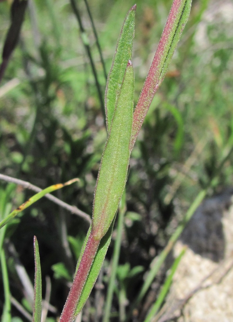 Image of Polygala major specimen.