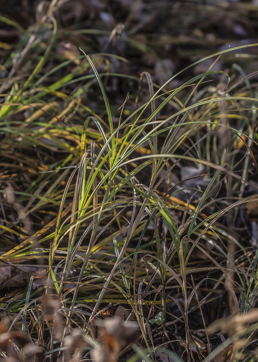 Изображение особи Carex atherodes.