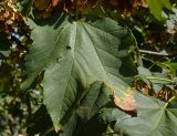 Acer pseudoplatanus. Лист (вид с адаксиальной стороны). Краснодарский край, МО город-курорт Сочи, Адлерский р-н, м-н Адлер, окр. устья р. Мзымта. 1 октября 2019 г.