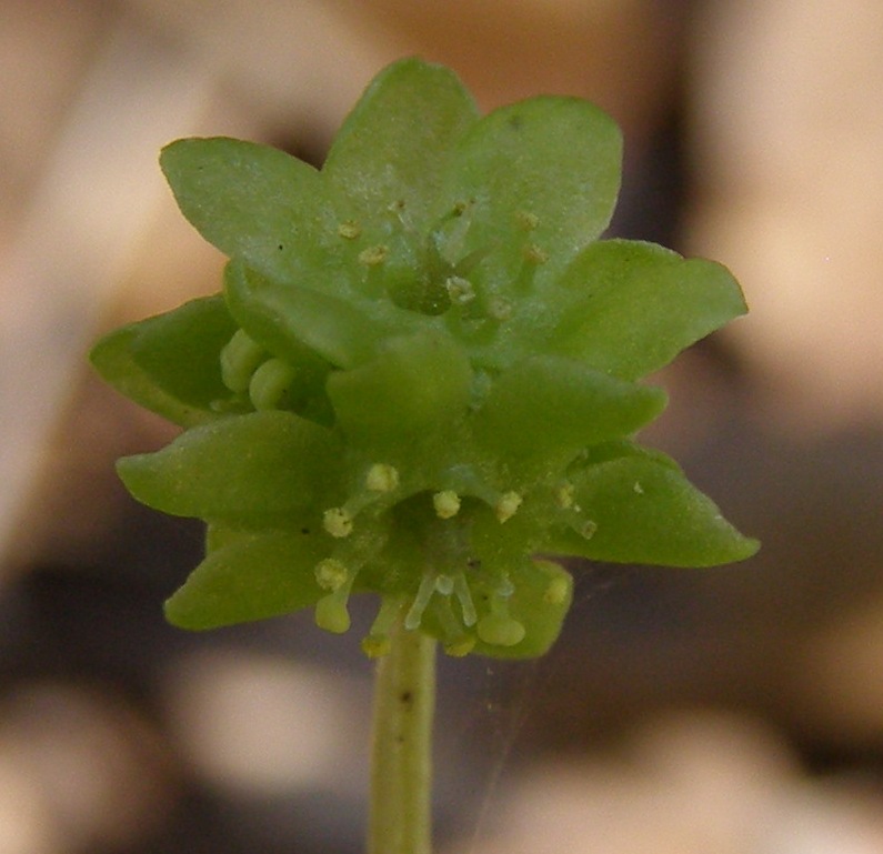 Image of Adoxa moschatellina specimen.