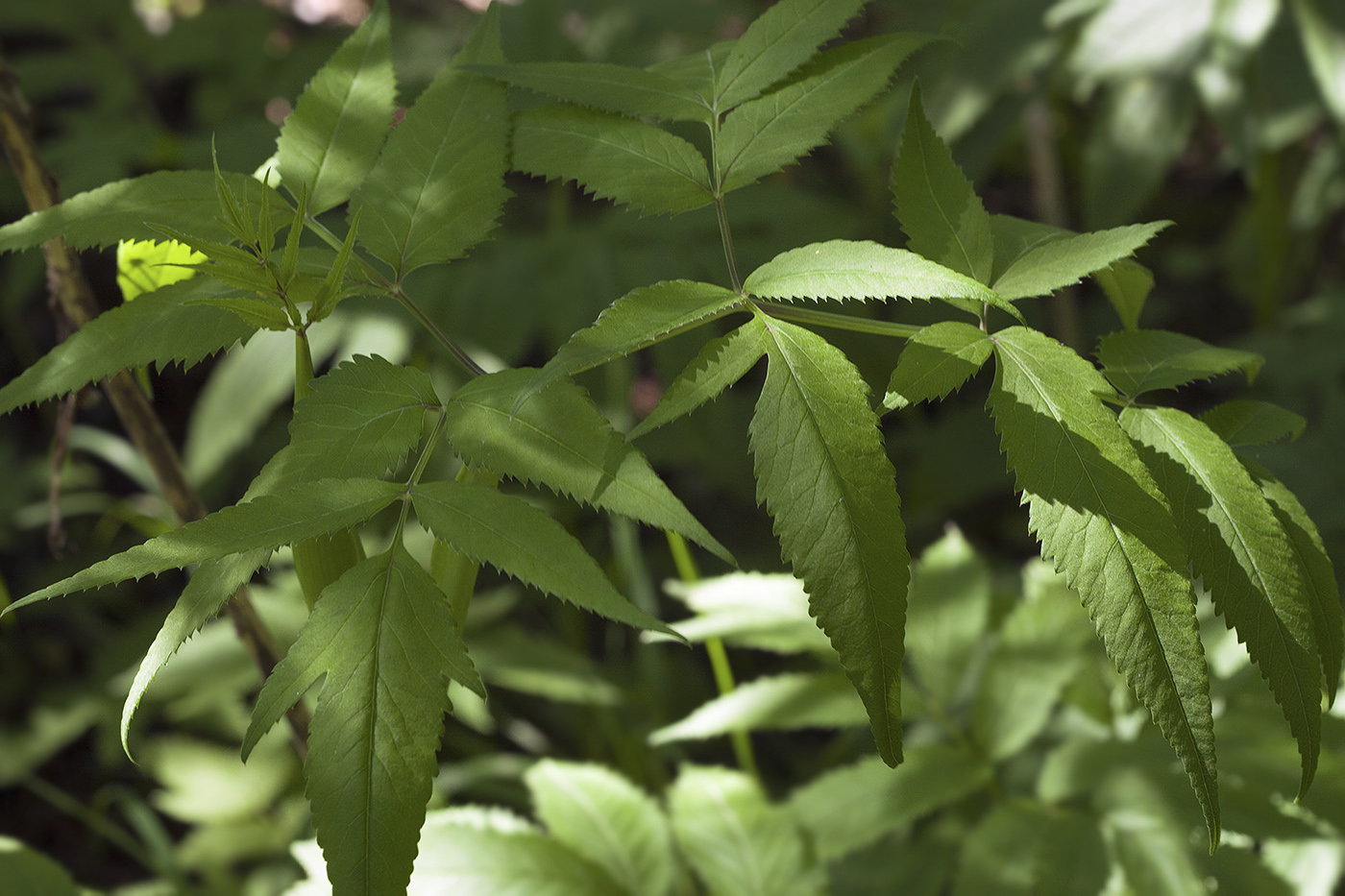 Image of Angelica sachalinensis specimen.