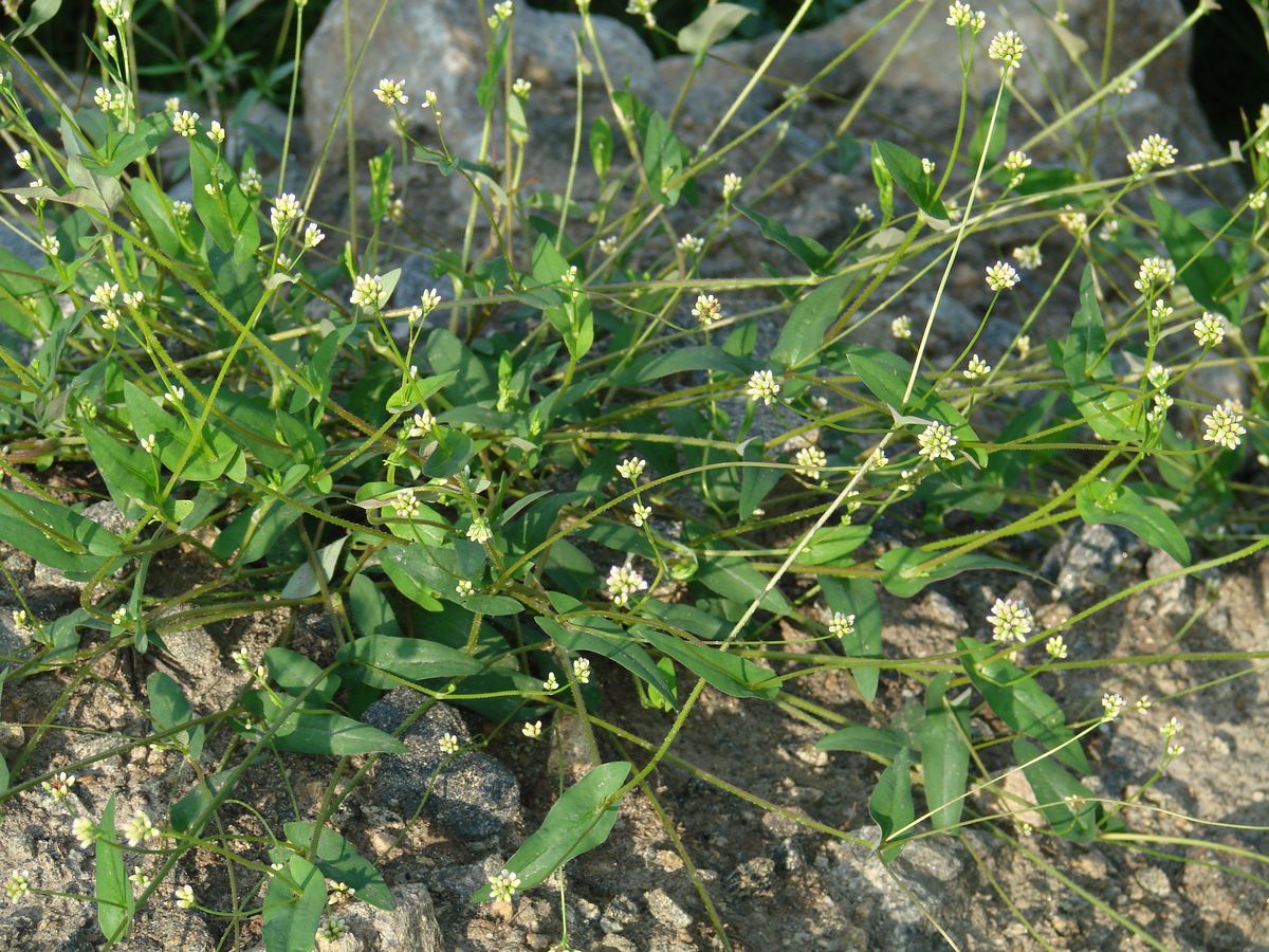 Image of Truellum sieboldii specimen.