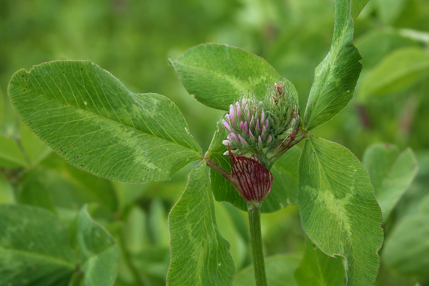 Image of Trifolium pratense specimen.