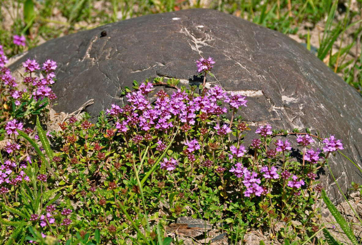 Изображение особи род Thymus.