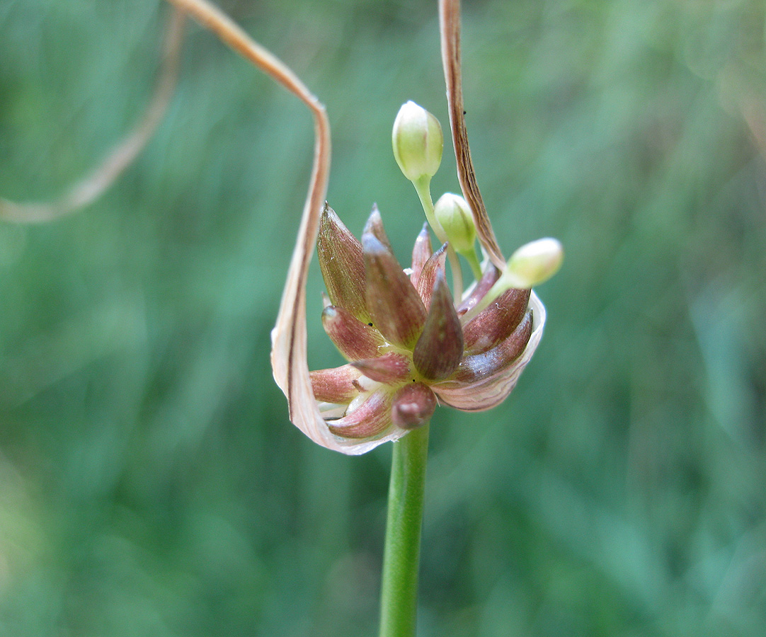 Image of Allium oleraceum specimen.