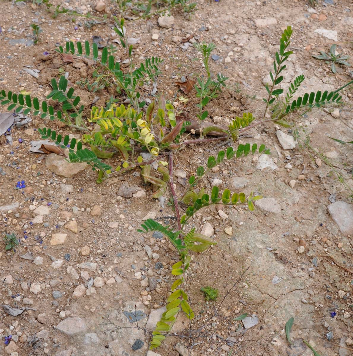 Image of Astragalus boeticus specimen.