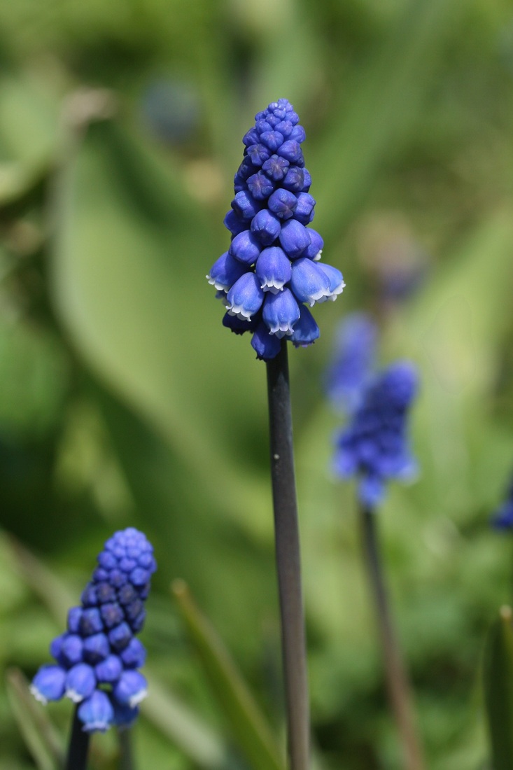 Image of Muscari botryoides specimen.