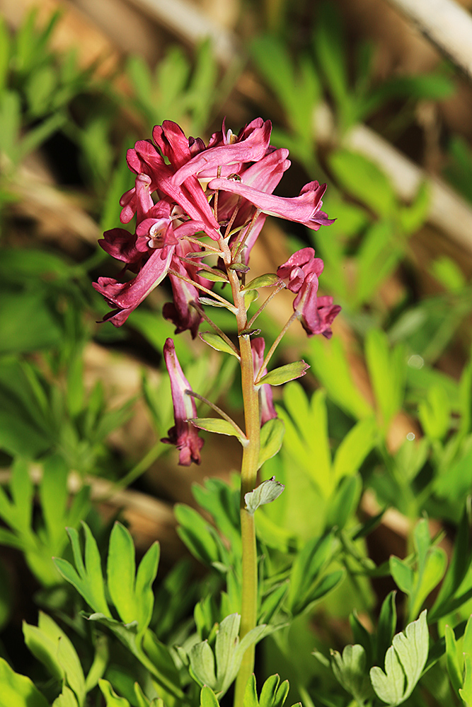 Изображение особи Corydalis buschii.