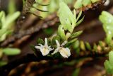 Dendrobium pahangense
