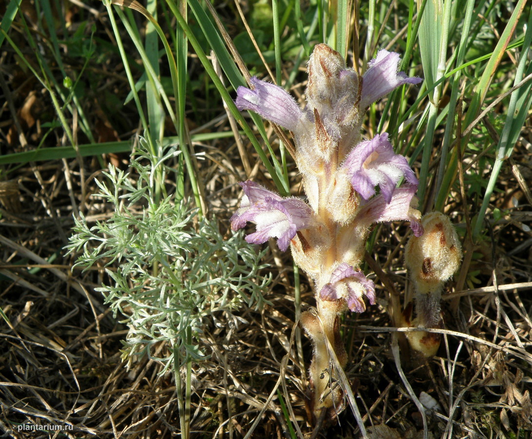 Image of Phelipanche caesia specimen.