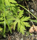 genus Geranium. Лист. Республика Алтай, 10 км ниже по долине от с. Черга, луг рядом с Чуйским трактом. 27.07.2020.