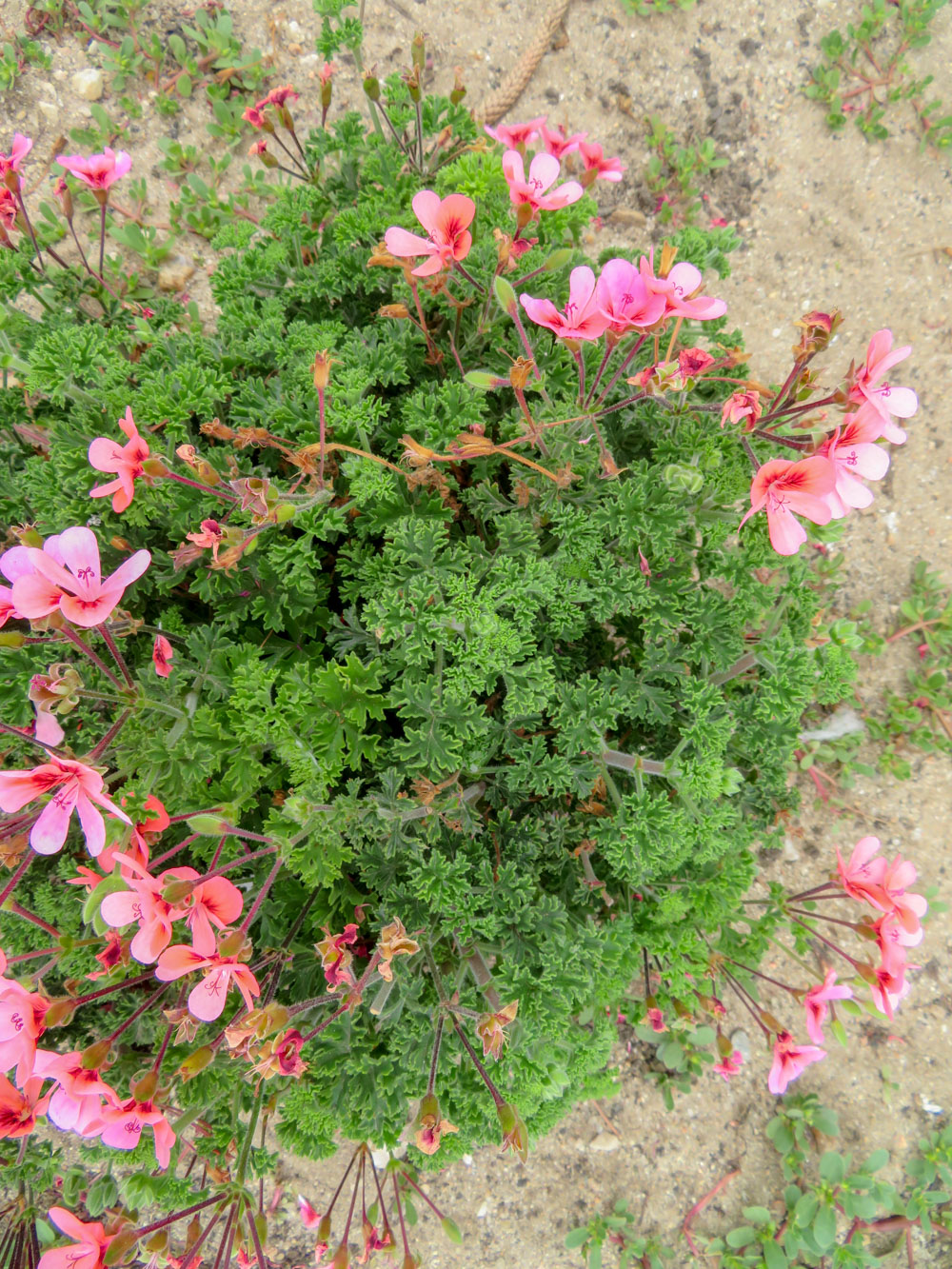 Image of genus Pelargonium specimen.