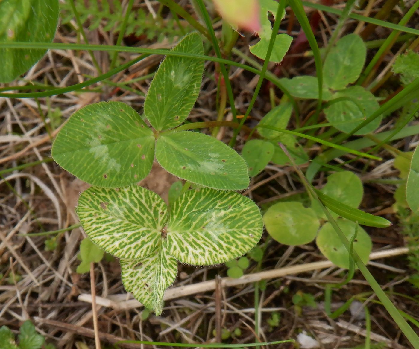 Изображение особи Trifolium pratense.