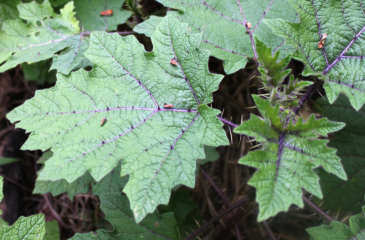 Изображение особи Solanum aculeatissimum.