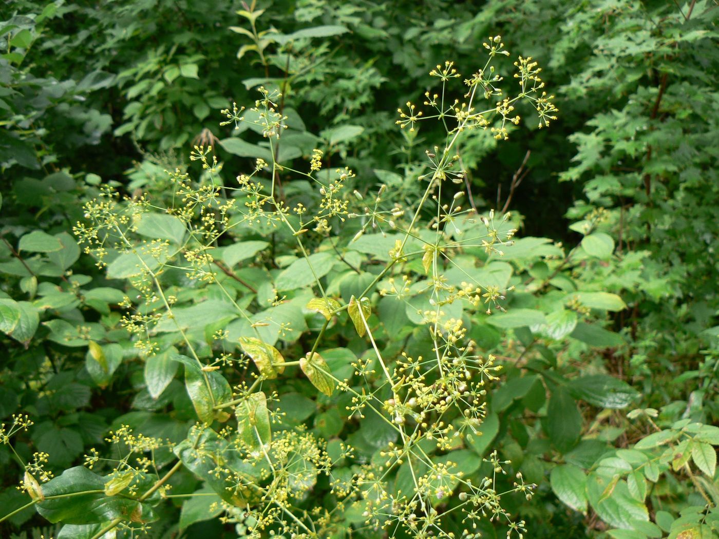 Image of Bupleurum longiradiatum specimen.