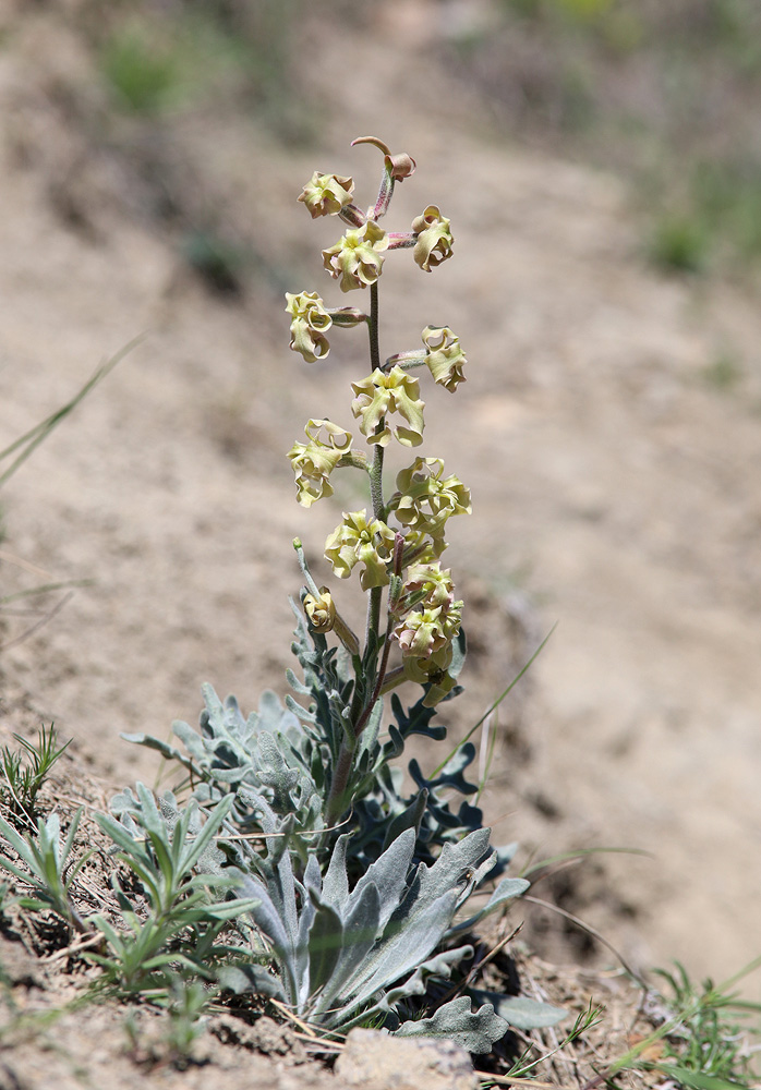 Изображение особи Matthiola odoratissima.