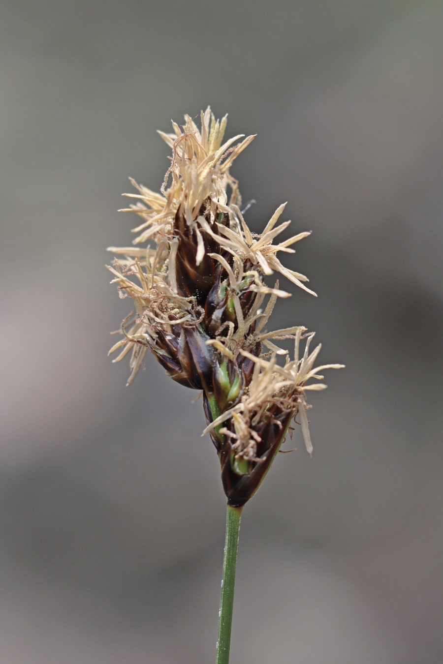 Изображение особи Carex divisa.