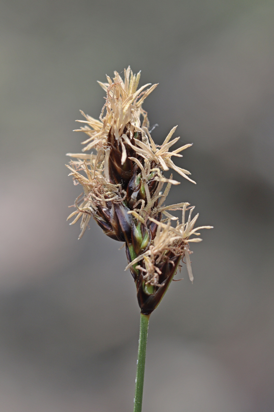 Image of Carex divisa specimen.