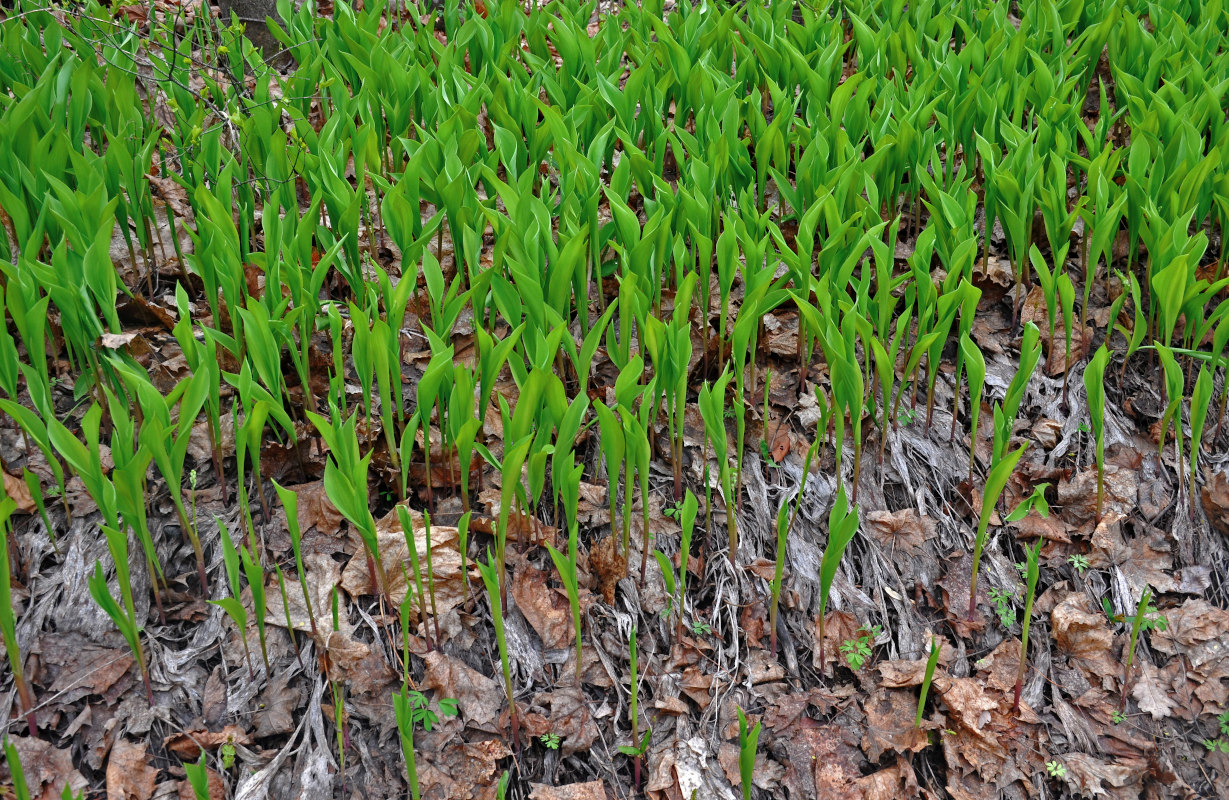 Изображение особи Convallaria majalis.