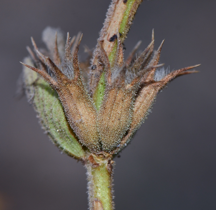 Image of Sideritis pullulans specimen.