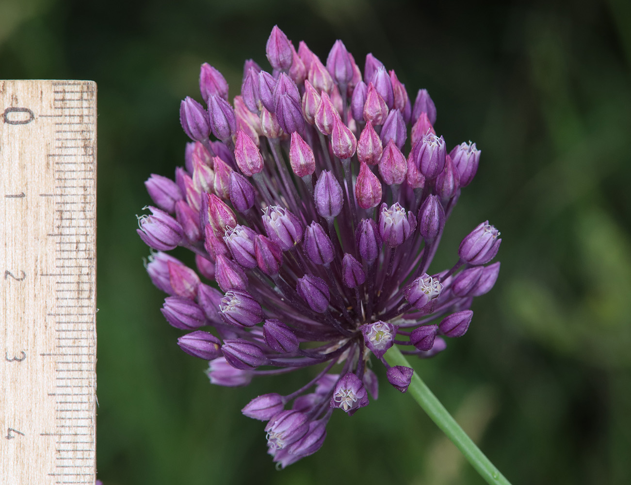 Image of Allium rotundum specimen.