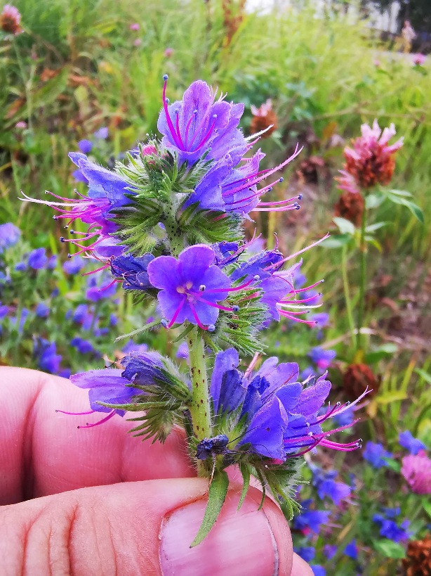 Изображение особи Echium vulgare.