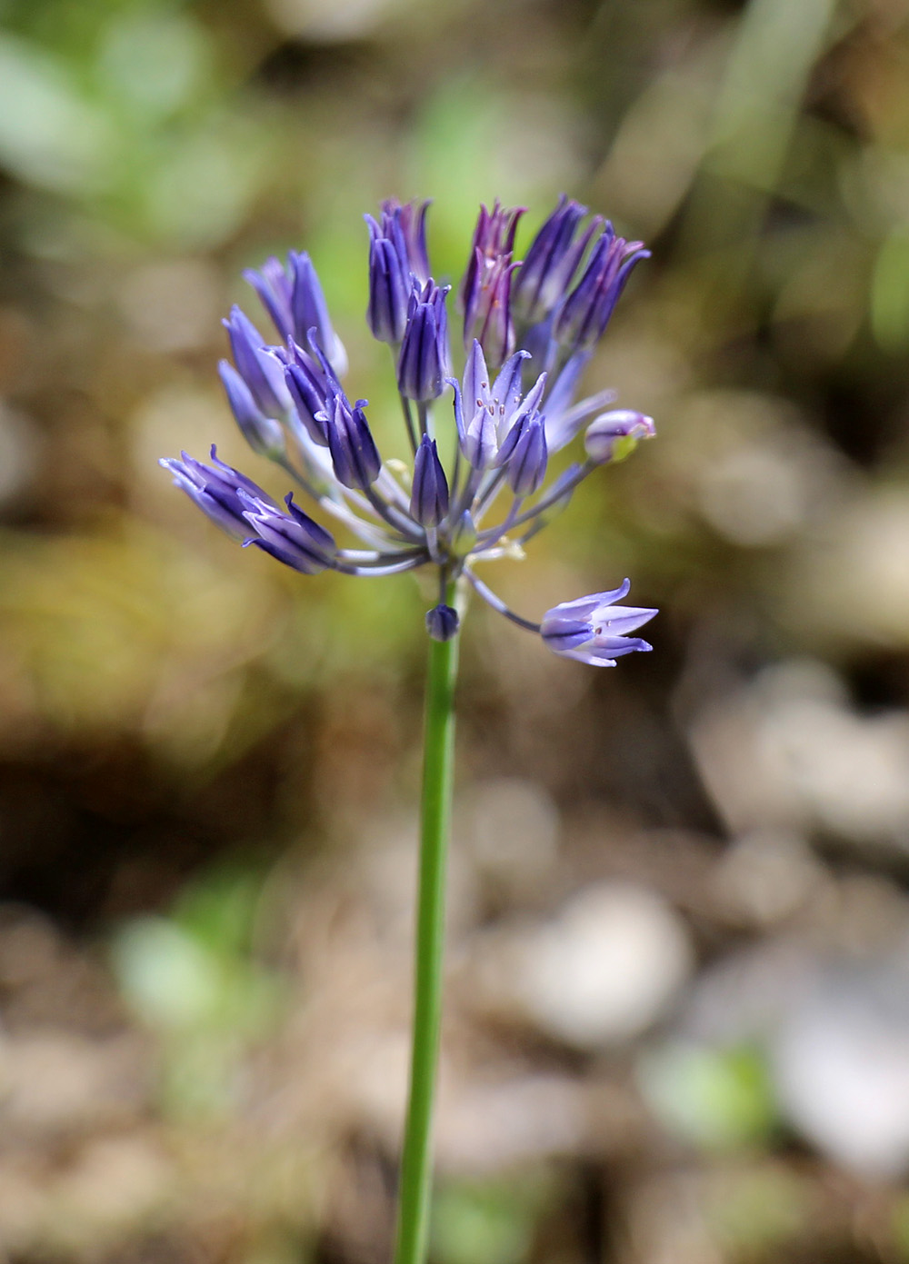 Image of Allium litvinovii specimen.