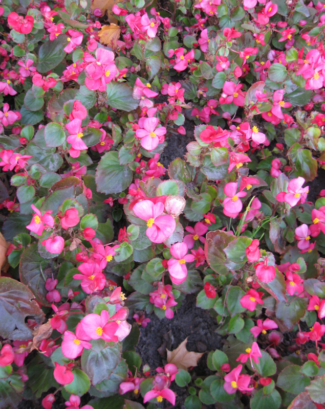 Image of Begonia &times; hortensis specimen.