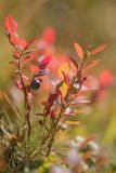 Vaccinium myrtillus