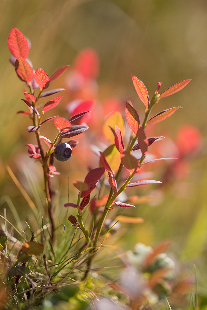 Image of Vaccinium myrtillus specimen.