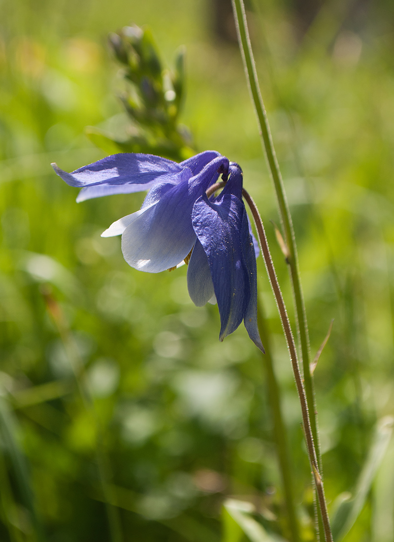 Image of Aquilegia glandulosa specimen.