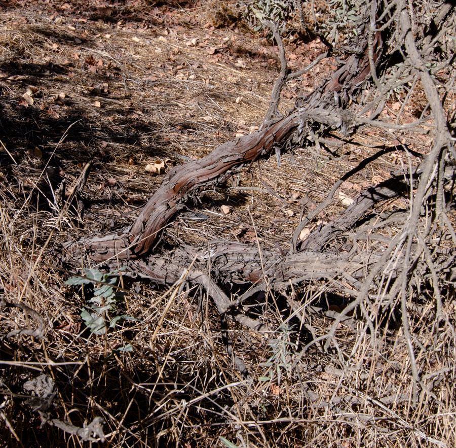 Image of Eriogonum arborescens specimen.