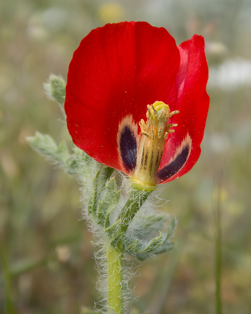 Image of Glaucium corniculatum specimen.