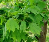 Acer velutinum. Ветвь с соцветиями. Азербайджан, Масаллинский р-н. 14.04.2010.