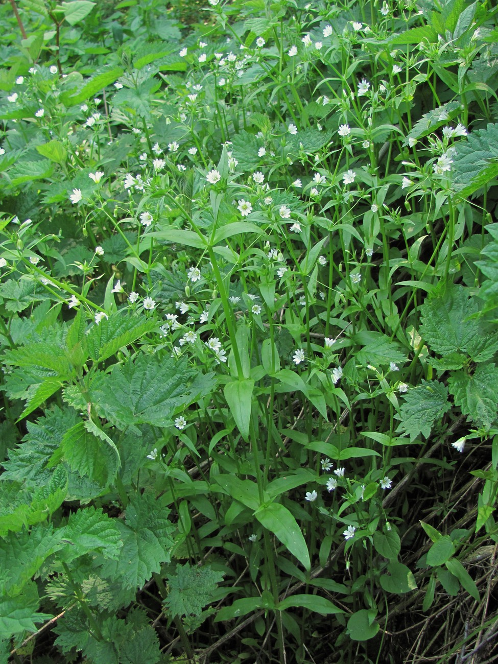 Изображение особи Cerastium holosteum.