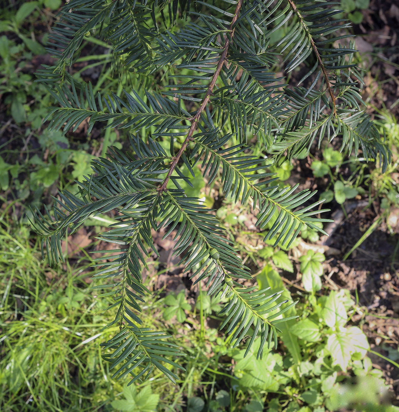 Image of Taxus canadensis specimen.