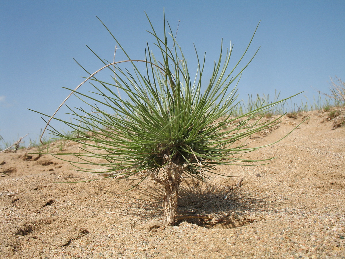 Изображение особи Astragalus eremospartoides.