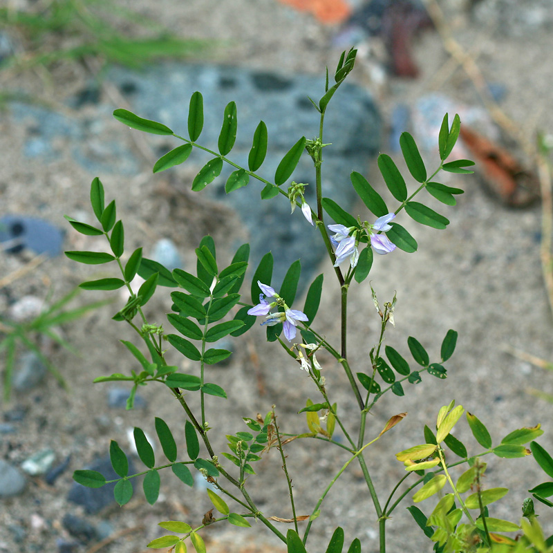 Image of Galega officinalis specimen.