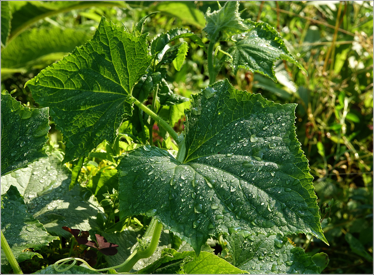 Изображение особи Cucumis sativus.