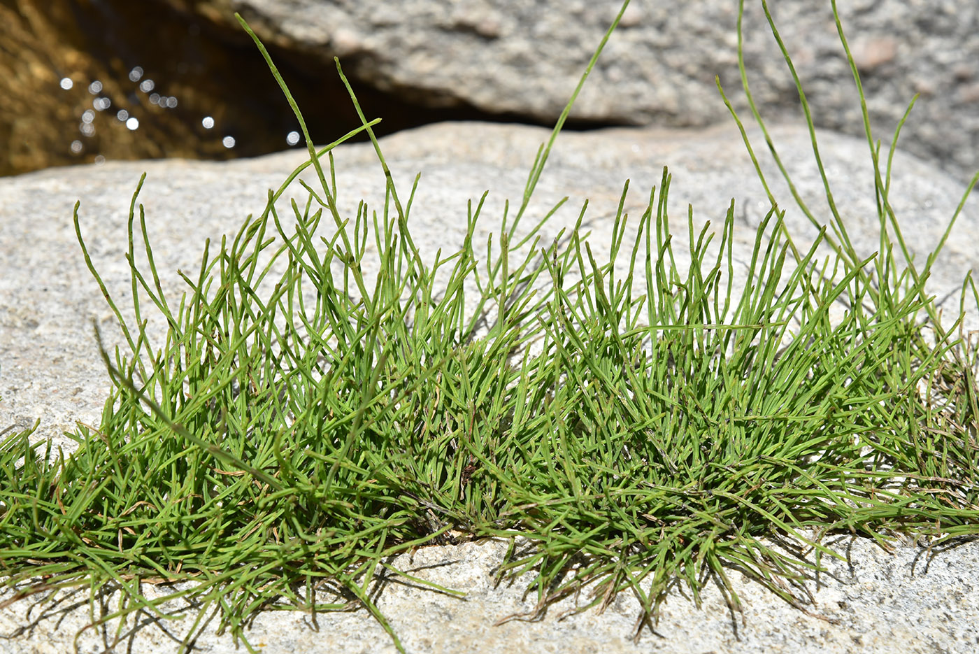 Image of Equisetum arvense specimen.